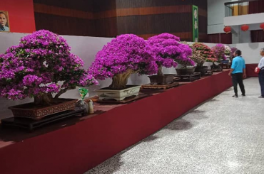 Cây bông giấy