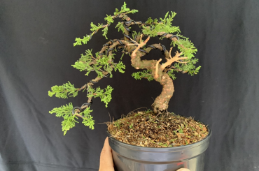 Một số tác phẩm demo kim thanh tùng itoigawa