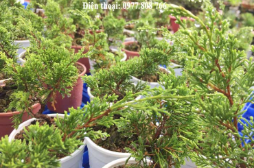 So sánh lá của kim thanh tùng và tùng cối