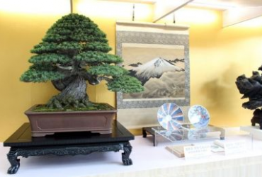 Bonsai journey Japan