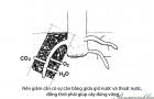 Cành lá kim đã cắt cần gì để sống?