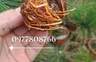 Cách chiết thông đen Nhật Bản