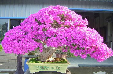 Tuyệt chiêu làm cho bông giấy ra nhiều hoa