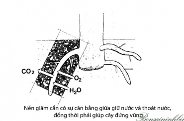 Cành lá kim đã cắt cần gì để sống?