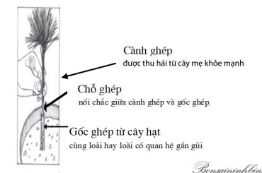 Ghép cây lá kim