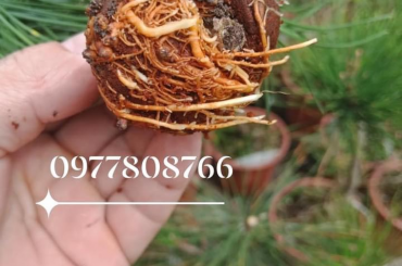 Cách chiết thông đen Nhật Bản