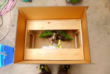 Duyên tùng, Itoigawa, thông đen và Mikawa là chủ lực của Bonsai Nhật hiện nay