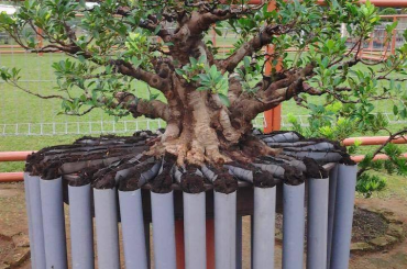 Cách nuôi si mau lớn