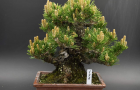 senjumaru black pine