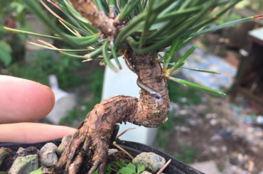 Cắt tỉa cây thông đen Mini
