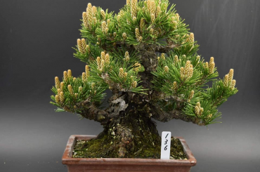 senjumaru black pine