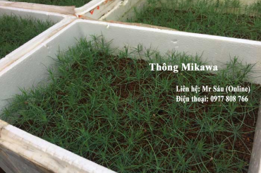 Hạt thông mikawa