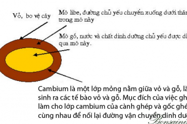 Cành lá kim đã cắt cần gì để sống?