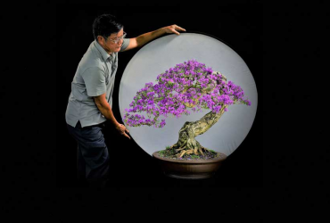 Một số tác phẩm linh sam tuyển chọn