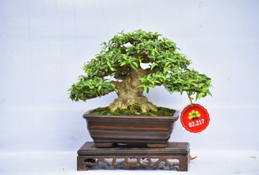 Một số tác phẩm Bonsai Việt Nam