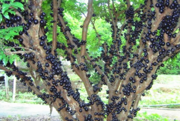 Cây nho thân gỗ đang ra quả
