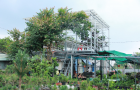 Vườn Bonsai lá kim Củ chi
