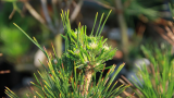 Cung cấp giống và nguyên liệu Bonsai