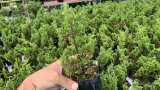 Vườn bonsai lá kim củ chi