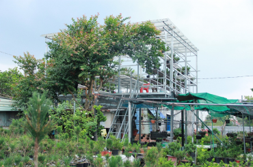 Vườn Bonsai lá kim Củ chi