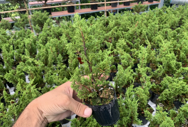 Vườn bonsai lá kim củ chi