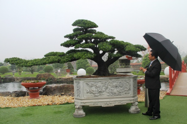 Triển lãm Sinh Vật Cảnh - Đá quý - Đá phong thủy Dũng Tân năm 2019