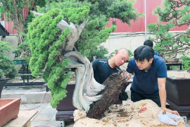 Một số tác phẩm Bonsai Nhật được nhập về Việt Nam