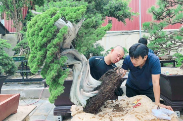 Một số tác phẩm Bonsai Nhật được nhập về Việt Nam