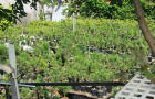 Vườn Bonsai lá kim củ chi