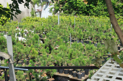 Vườn Bonsai lá kim củ chi