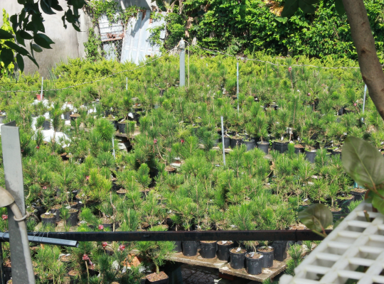 Vườn Bonsai lá kim củ chi
