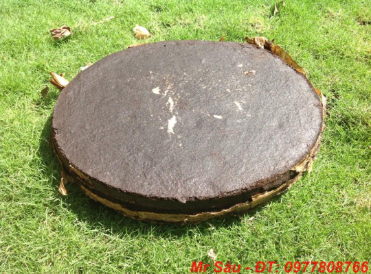 Bánh dầu đài loan