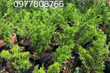 Cây giống Itoigawa Nhật Bản