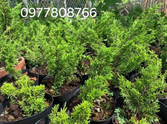 Cây giống Itoigawa Nhật Bản