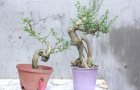 Cặp sam hương đài loan S1