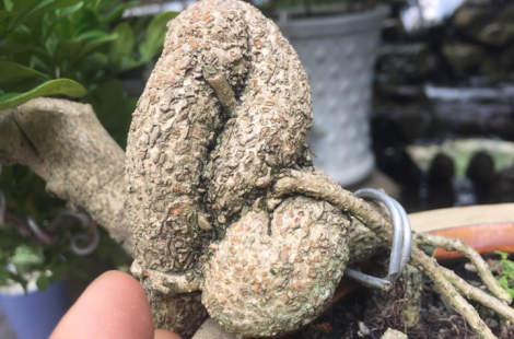 Cây ngâu Bonsai