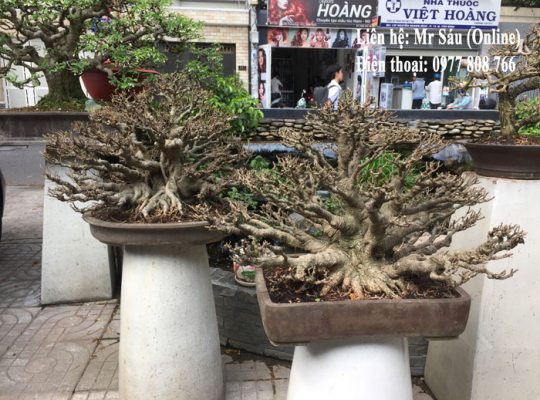 Cây si Bonsai