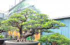 Tùng Đài Loan