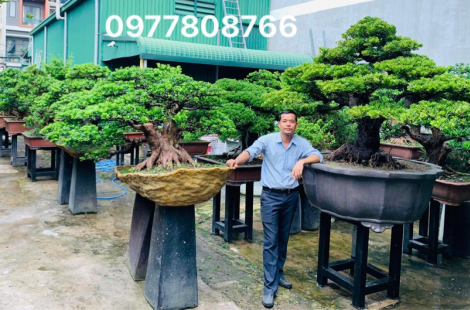Tùng kim cương