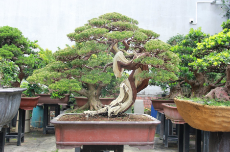 Duyên tùng đài loan