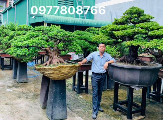 Tùng kim cương
