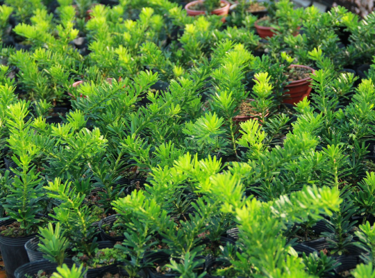 Giao lưu 100 tùng kim cương giống chuẩn