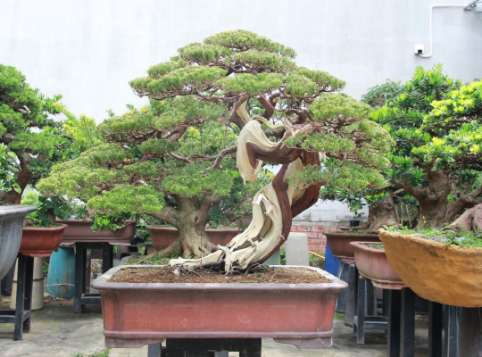 Duyên tùng đài loan
