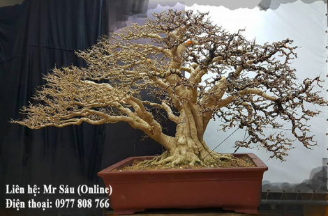 Dây kẽm uốn Bonsai 3mm