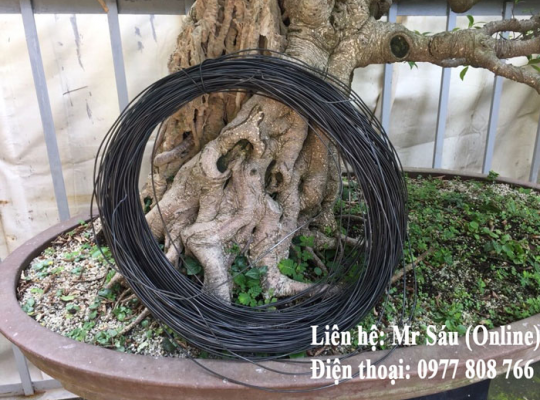 Dây kẽm uốn cây cảnh 5mm