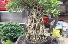 Hồng ngọc mai Bonsai