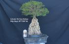 Hồng ngọc mai Bonsai