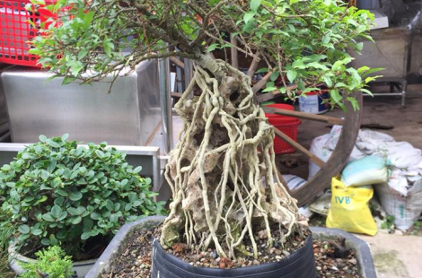 Hồng ngọc mai Bonsai