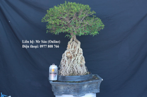 Hồng ngọc mai Bonsai