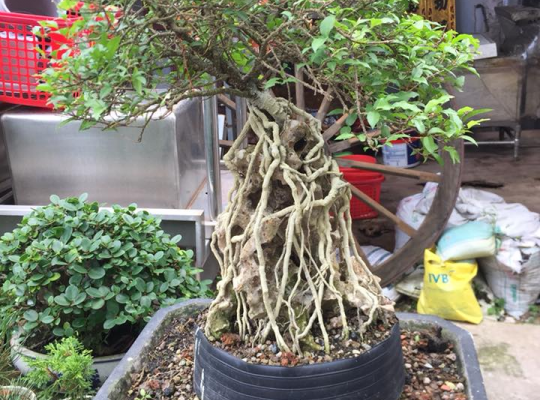 Hồng ngọc mai Bonsai